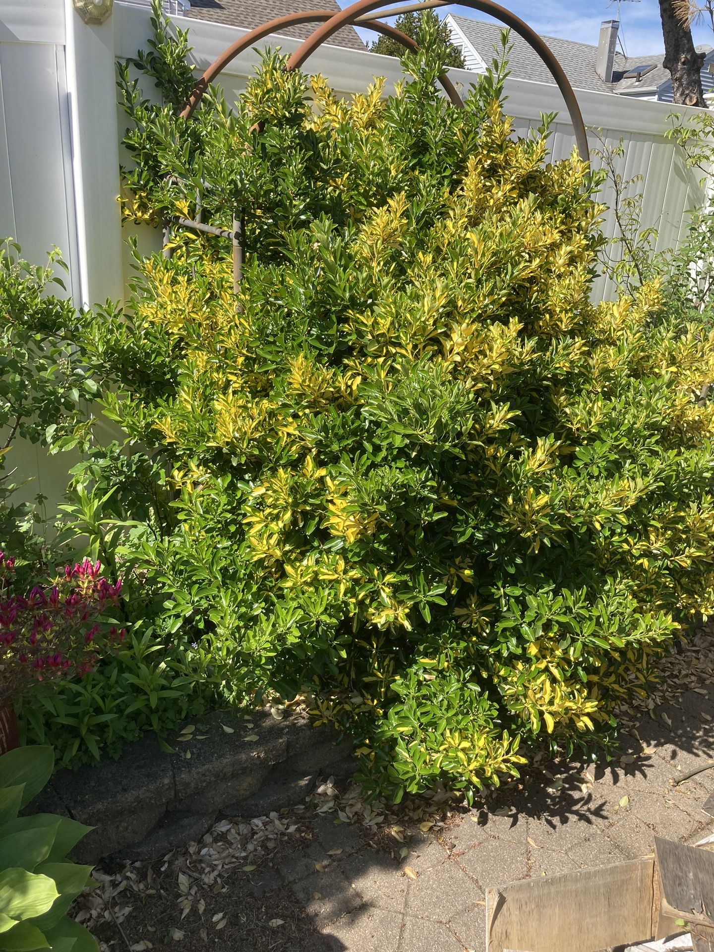 Bush