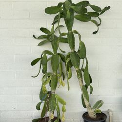 Very healthy Extra Large 5 Ft Ft Tall Pink Bloom Flowers velvet Opuntia Prickly Pear Cactus Plants $79 Each