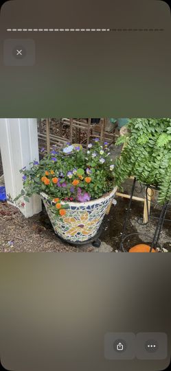 NOT AVAILABLE Free chaos mix pansy & viola seeds