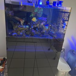 Saltwater Tank 