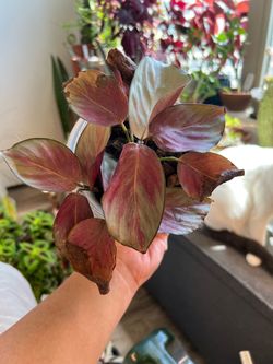 Calathea ‘Pink Aurora’