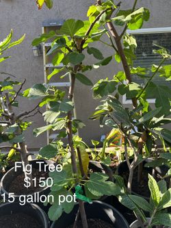 Large Brown Fig Trees