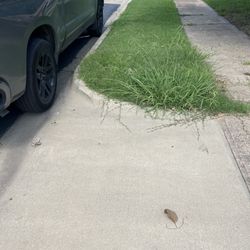 Cut Grass 
