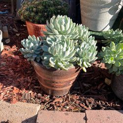 Succulents W/planter