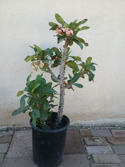 Corona de cristo