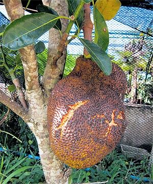 Jackfruit