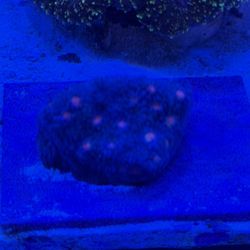 Fake Chalice Coral 
