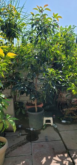 10 ft Avocado tree obo