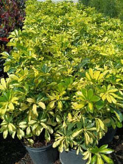 Trinette Privacy Hedge Plants 🌿 3gl $6