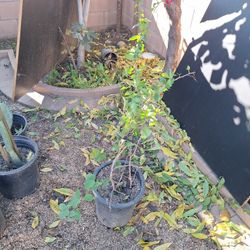 Bugambilia  Con Flor