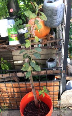 Apple Plant