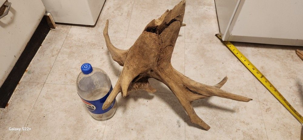 Wood piece for taxidermy birds fish etc.