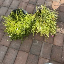 AMOR DE UN RATO DIFERENTES COLORES 