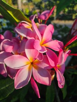 5 gallons Plumerias