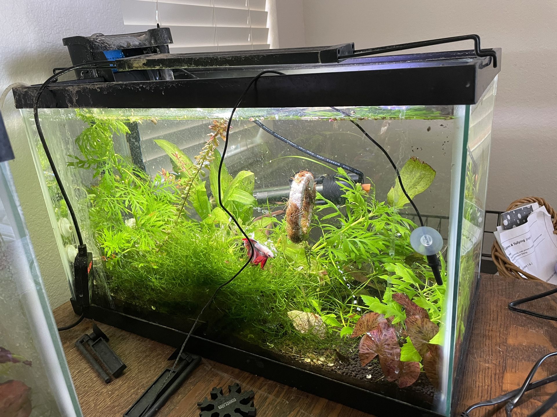 10 Gallon Fish Tank