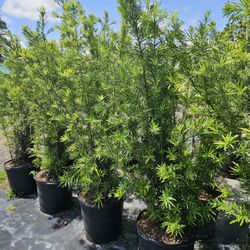 podocarpus and clusias 6 feet tall $65 