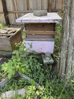 Bees winterized in Illinois