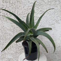 1.5 Gallon Pot Succulent Plant - Aloe Arborescens - Candelabra Aloe - Torch - Rooted & Established - 🪴- Drought Resistant 