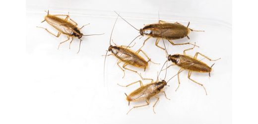 Get Rid Of These Pest. 🪳🪳🪳🪳🕷️🕷️🐜🦗🦗🦟🕸️ 