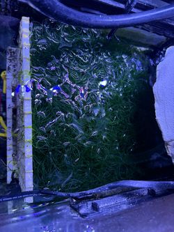 Chaeto algae