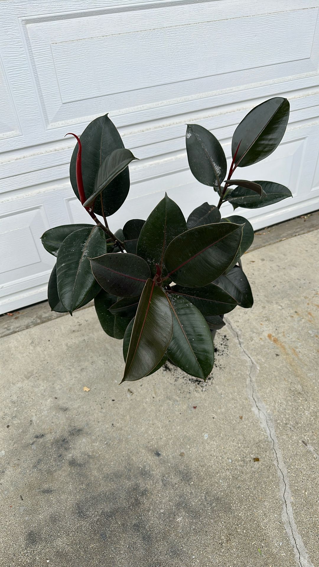 Plant