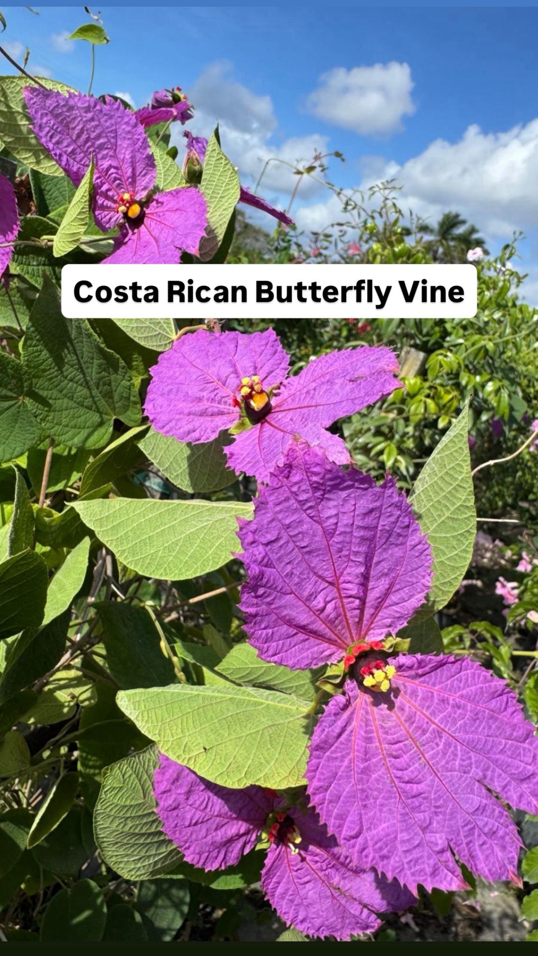 🦋 Plant: Costa Rican Butterfly Vine