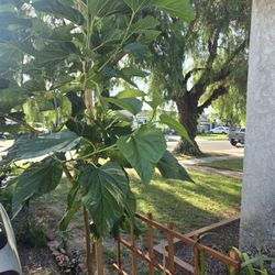Mulberry Tree  , 15 Gallon Pot, Starting Fruits 