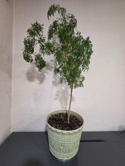 Ming Ariala Plant
