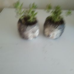 Elephant Bush Plant In Ceramic Pot 