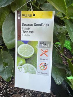 Semi dwarf Bears lime trees