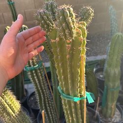 Stenocereus Stellatus. Sour Pitya Fruits