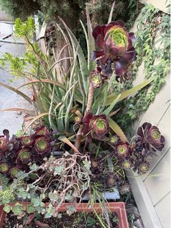 Large Red Aeonium and some other succulents in a pot