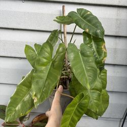 Philodendron plant 'Burle Marx' ?