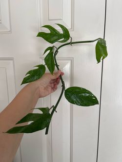 Baltic blue Pothos plant CUTTING