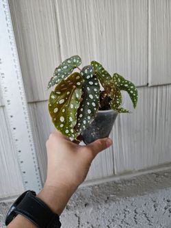 Begonia Maculata Wightii Plant
