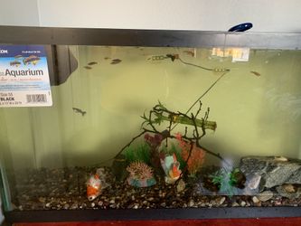 Fish tank