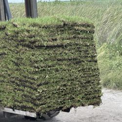 Palmettos Sod