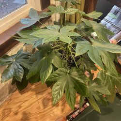 Beautiful Healthy Japanese Paper Plant.