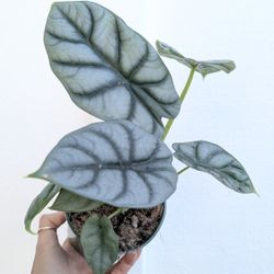Alocasia Baginda Silver Dragon Plant 4" Pot - Indoor House Plants 