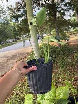medium MONSTERA Delisiosa