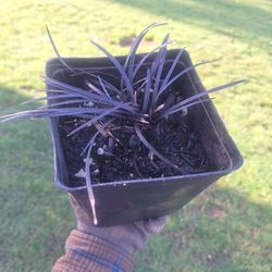 Beautiful Black Mondo Grass - 72, 1 Gal. Containers