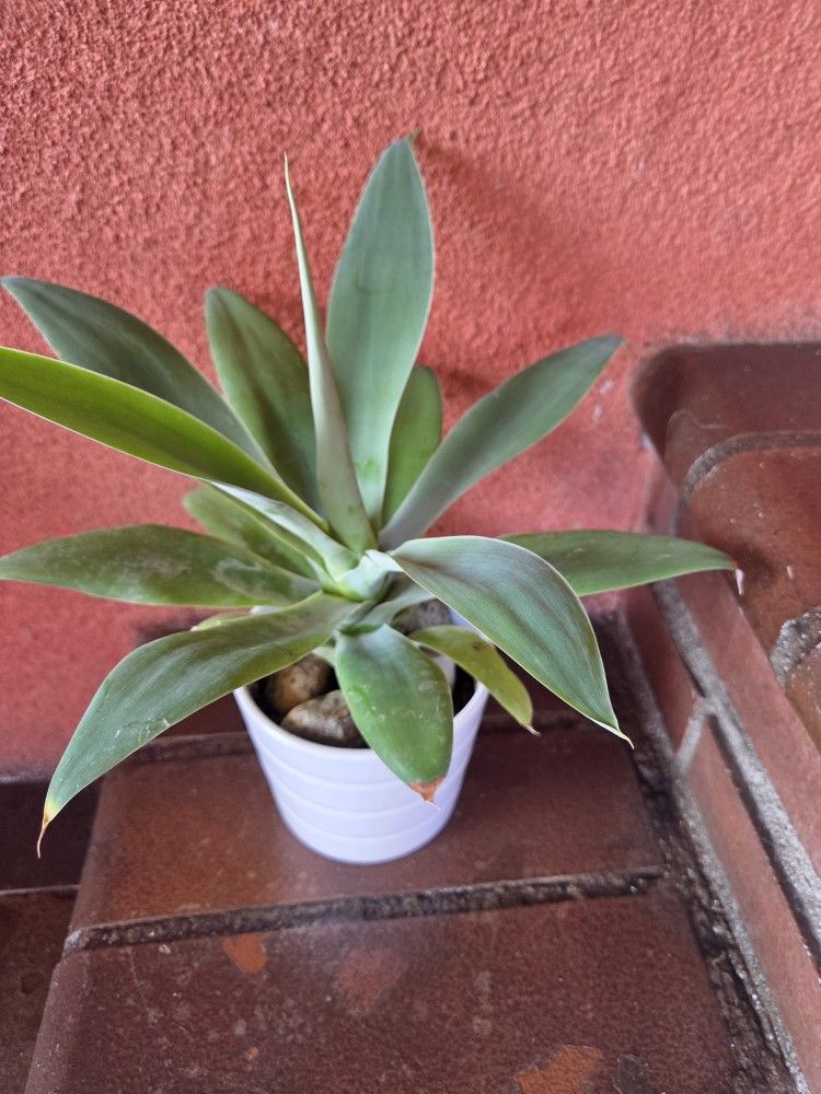 Foxtail Agave Plant 