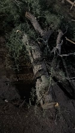 Mesquite