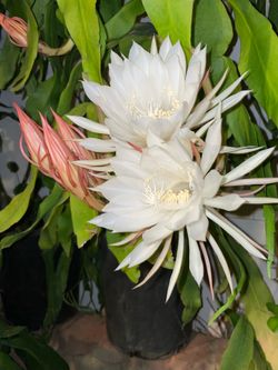 queen of the night