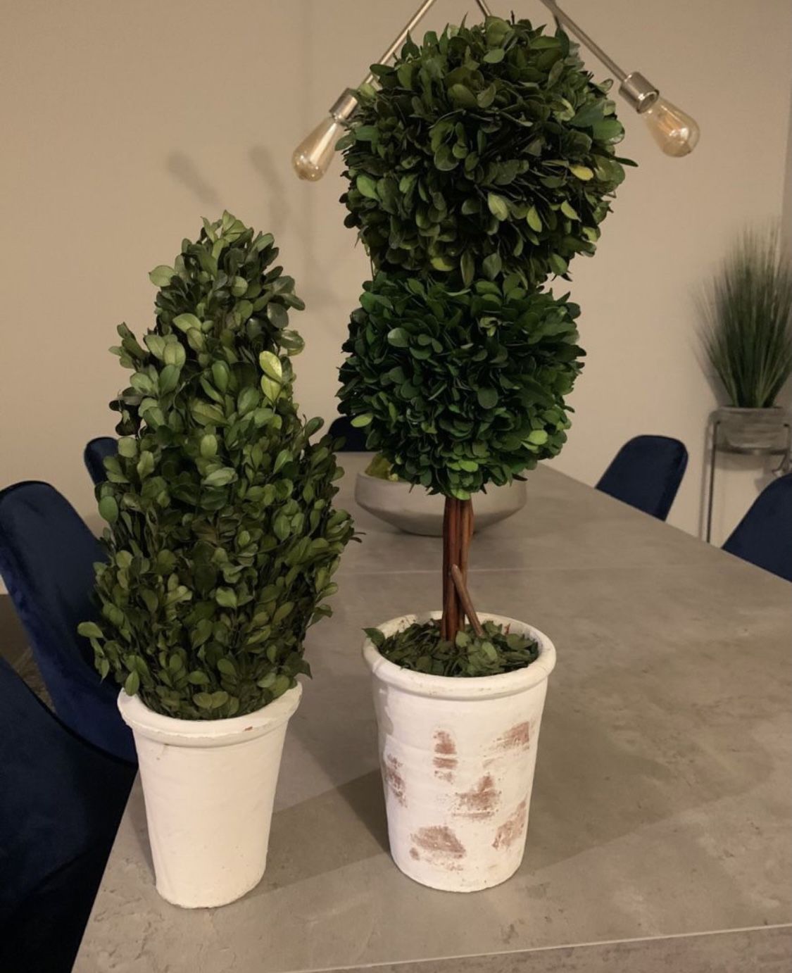 Preserved Topiaries (Set of 2)