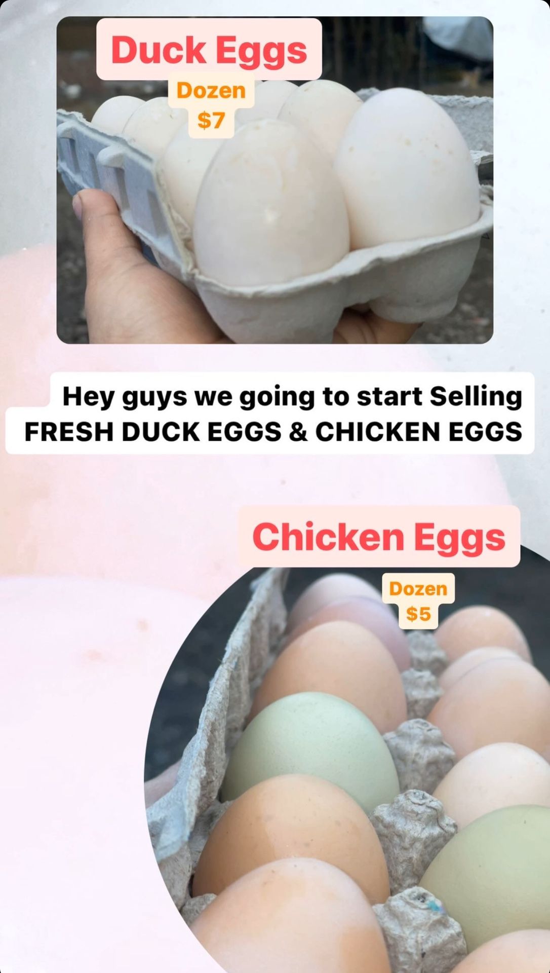 Fresh Eggs