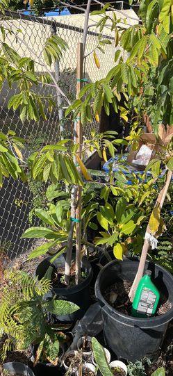Plantas en