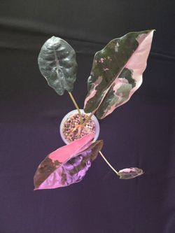 Pink Alocasia Chantrieri for sale from Thailand