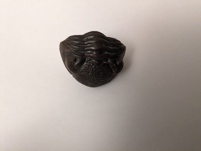 Devonian Trilobite