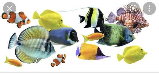 Saltwater Fish Rescue